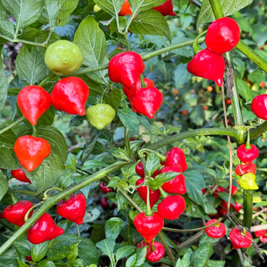 Biquinho x UFO - Seeds - The Pepper Pantry (Formerly Marie Sharp's)